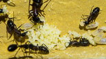 Camponotus ligniperda 18.05.2018_8.jpg