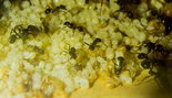 Messor barbarus _1.jpg