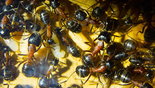 Camponotus ligniperda 09.08.2018_3.jpg