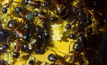 Camponotus ligniperda 09.08.2018_4.jpg