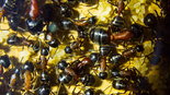 Camponotus ligniperda 09.08.2018_5.jpg