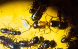 Camponotus ligniperda 09.08.2018_6.jpg
