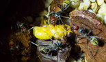 Camponotus singularis 25.08.2018_4.JPG