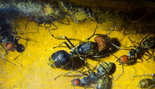 Camponotus singularis 25.08.2018_5.jpg