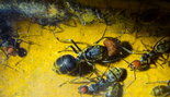 Camponotus singularis 25.08.2018_5.jpg