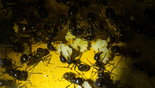 Messor barbarus _15.jpg