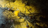 Camponotus singularis Jungkönigin _1.jpg