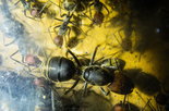 Camponotus singularis _1.jpg