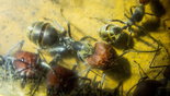 Camponotus singularis _2.jpg