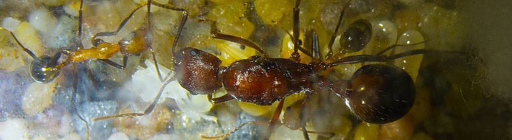 Aphaenogaster texana _1.jpg