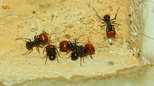 Messor barbarus 1.jpg