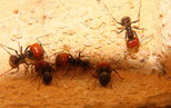 Messor barbarus 2.jpg