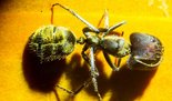 Camponotus singularis 04.11.2018_1.jpg