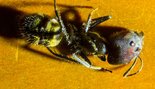Camponotus singularis 04.11.2018_2.jpg