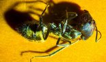 Camponotus singularis 04.11.2018_3.jpg