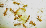 Camponotus spec.jpg