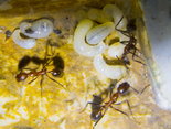 Aphaenogaster texana 30.10.2018_6.jpg