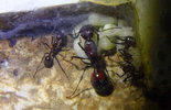 Aphaenogaster texana Nachwuchs.jpg