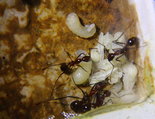 Aphaenogaster texana 17.11.2018_2.jpg