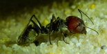 Camponotus singularis Majorarbeiterin.jpg
