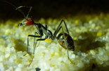 Camponotus singularis normale Arbeiterin.jpg