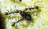Camponotus singularis 24.11.2018_1.jpg