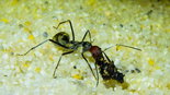 Camponotus singularis 24.11.2018_2.jpg