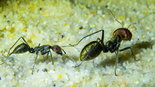 Camponotus singularis Arbeiterinnen.jpg