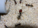 Camponotus singularis.jpg