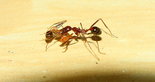 Aphaenogaster texana 24.01.2019_2.jpg