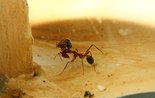 Aphaenogaster texana 24.01.2019_5.jpg