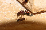 Aphaenogaster texana 24.01.2019_6.jpg