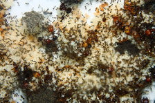 Carebara diversa Nest_1.jpg