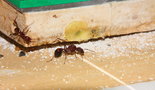 Aphaenogaster texana 24.01.2019_8.jpg