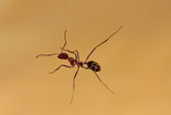 Aphaenogaster texana 24.01.2019_15.jpg
