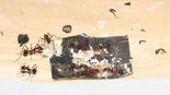 Aphaenogaster texana 24.01.2019_17.jpg