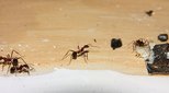 Aphaenogaster texana 24.01.2019_19.jpg