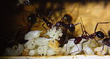Aphaenogaster texana 24.01.2019_23.jpg
