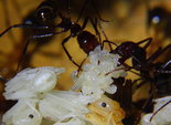 Aphaenogaster texana 24.01.2019_27.jpg