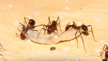 Aphaenogaster texana 22.02.2019_4.jpg