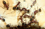 Aphaenogaster texana 01.03.2019_5.jpg