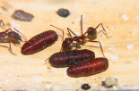 Aphaenogaster texana 01.03.2019_1.jpg