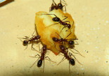 Aphaenogaster texana 01.03.2019_3.jpg