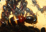 Camponotus ligniperda 31.03.2019_1.jpg