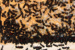 Camponotus ligniperda 31.03.2019_10.jpg