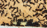 Camponotus ligniperda 31.03.2019_11.jpg