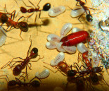 Aphaenogaster texana.jpg