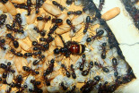 Camponotus ligniperda 27.04.2019_1.jpg