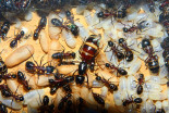 Camponotus ligniperda 27.04.2019_2.jpg