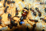 Camponotus ligniperda 27.04.2019_3.jpg